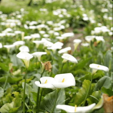 Composition florale de deuil 8